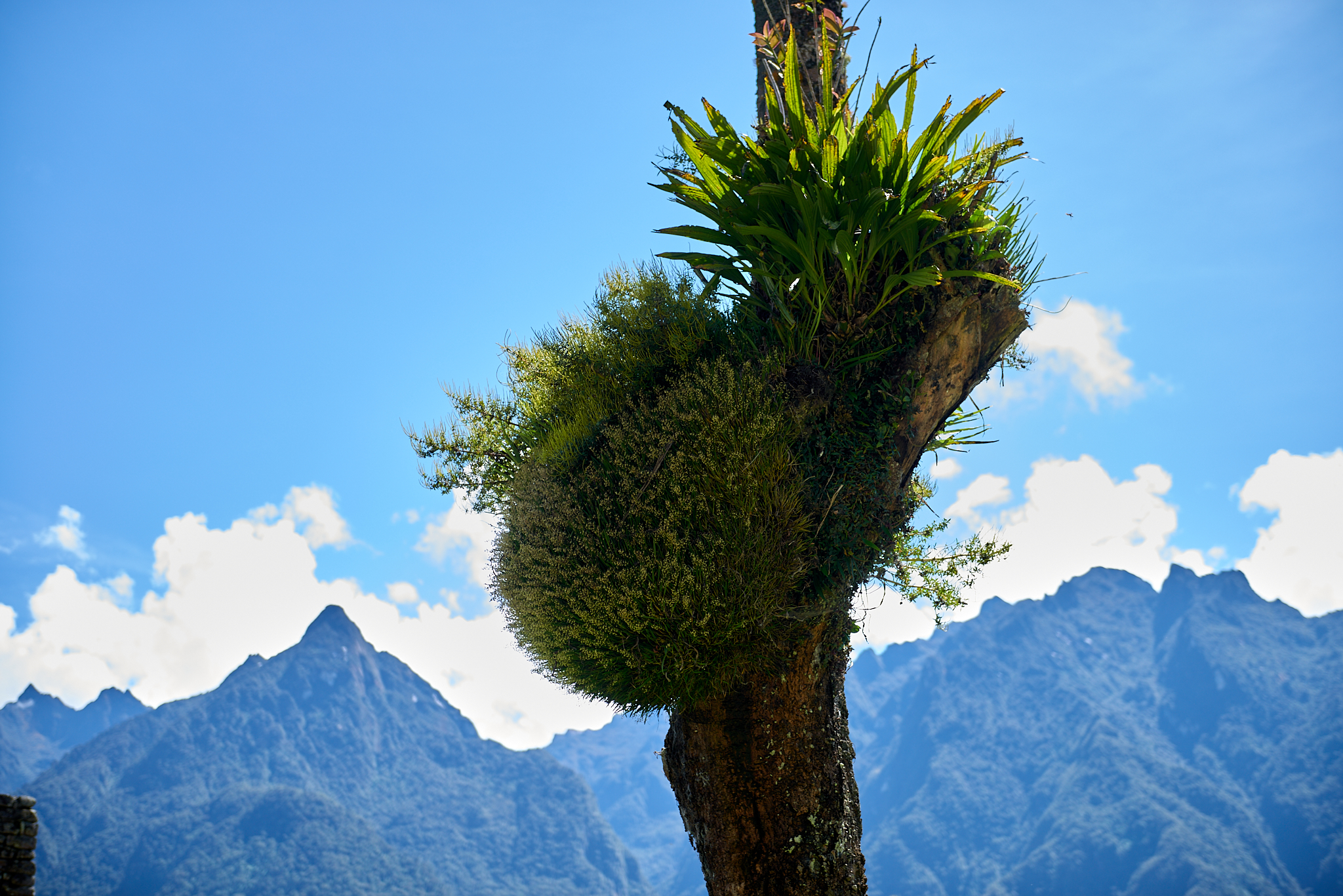 20200308 676 [페루] 마추픽추